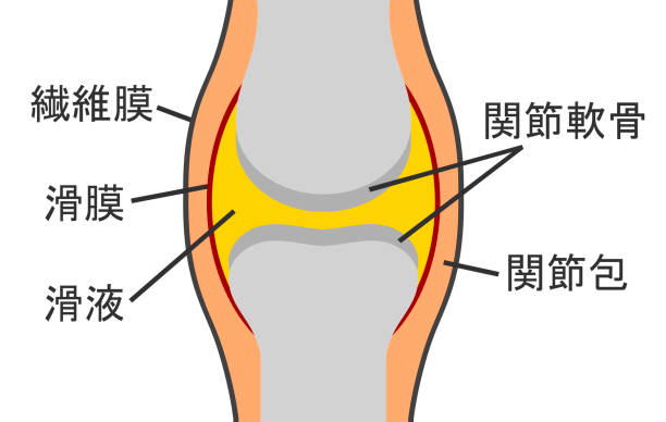 Cross section of knee joint.